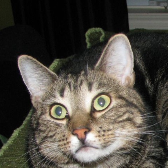 Meet your Posher, Filbert - Picture 1 of 1